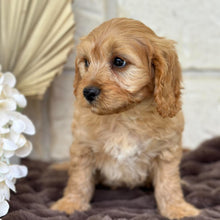 Load image into Gallery viewer, AXEL - Male Toy Cavoodle - Ready 5th Sept