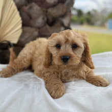 Load image into Gallery viewer, AXEL - Male Toy Cavoodle - Ready 5th Sept