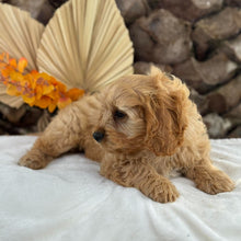 Load image into Gallery viewer, AXEL - Male Toy Cavoodle - Ready 5th Sept