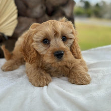 Load image into Gallery viewer, AXEL - Male Toy Cavoodle - Ready 5th Sept