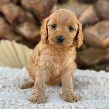Load image into Gallery viewer, BAILEY - Female Mini Spoodle - Ready 27th Aug