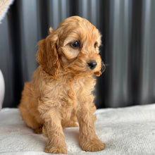 Load image into Gallery viewer, BAILEY - Female Mini Spoodle - Ready 27th Aug