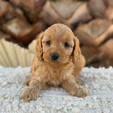 Load image into Gallery viewer, BAILEY - Female Mini Spoodle - Ready 27th Aug