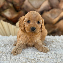Load image into Gallery viewer, BAILEY - Female Mini Spoodle - Ready 27th Aug