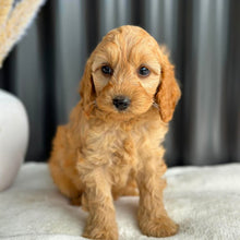 Load image into Gallery viewer, BAILEY - Female Mini Spoodle - Ready 27th Aug