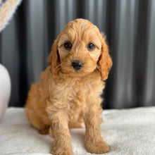 Load image into Gallery viewer, BAILEY - Female Mini Spoodle - Ready 27th Aug
