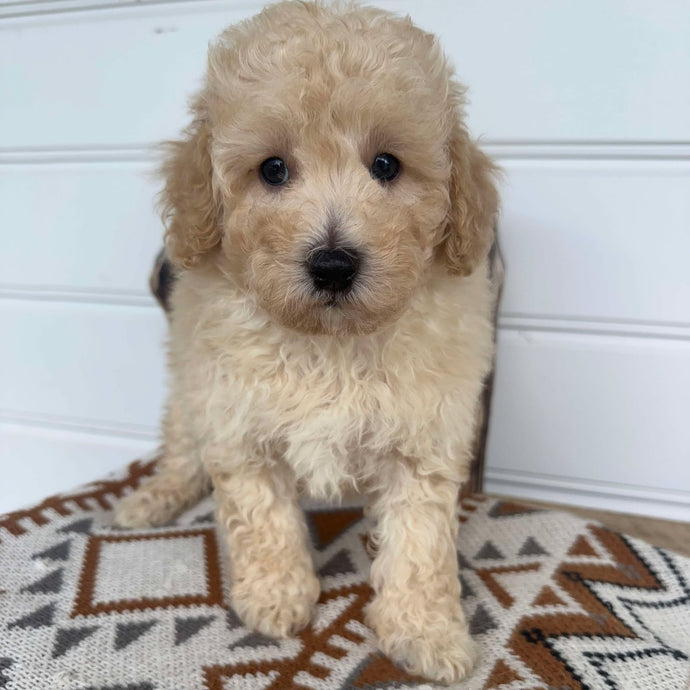 BAILEY - Male Toy Poodle - Ready Now