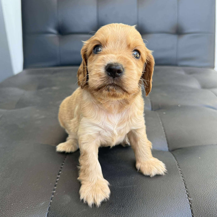 BAILEY - Male Cocker Spaniel - Ready 15th Nov