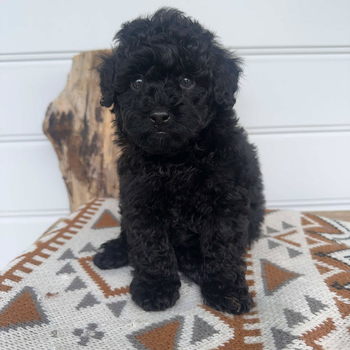 BAMBI - Female Toy Poodle - Ready Now