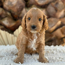 Load image into Gallery viewer, BANDIT - Male Mini Spoodle - Ready 27th Aug