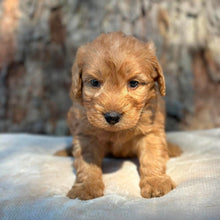 Load image into Gallery viewer, BANDIT - Male Mini Groodle - Ready 1st August
