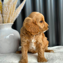 Load image into Gallery viewer, BANDIT - Male Mini Spoodle - Ready 27th Aug
