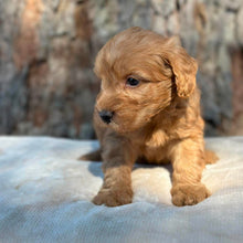 Load image into Gallery viewer, BANDIT - Male Mini Groodle - Ready 1st August
