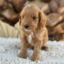 Load image into Gallery viewer, BANDIT - Male Mini Spoodle - Ready 27th Aug