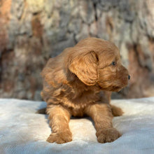 Load image into Gallery viewer, BANDIT - Male Mini Groodle - Ready 1st August