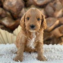 Load image into Gallery viewer, BANDIT - Male Mini Spoodle - Ready 27th Aug