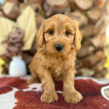 Load image into Gallery viewer, BANDIT - Male Mini Groodle - Ready 1st August