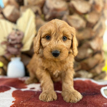 Load image into Gallery viewer, BANDIT - Male Mini Groodle - Ready 1st August