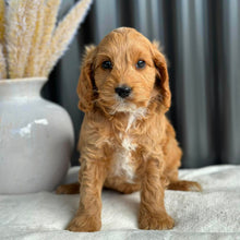 Load image into Gallery viewer, BANDIT - Male Mini Spoodle - Ready 27th Aug