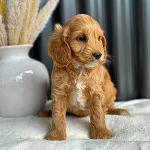 Load image into Gallery viewer, BANDIT - Male Mini Spoodle - Ready 27th Aug