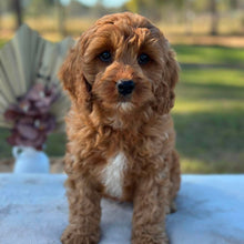 Load image into Gallery viewer, BANJO - Male Toy Cavoodle - Ready Now