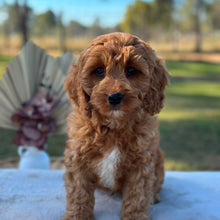 Load image into Gallery viewer, BANJO - Male Toy Cavoodle - Ready Now