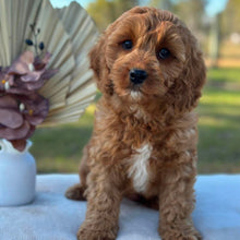 Load image into Gallery viewer, BANJO - Male Toy Cavoodle - Ready Now