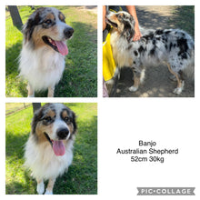Load image into Gallery viewer, Male &amp; Female - AUSTRALIAN SHEPHERDS - Ready 17th July