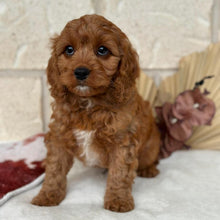 Load image into Gallery viewer, BANJO - Male Toy Cavoodle - Ready Now
