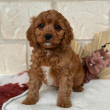 Load image into Gallery viewer, BANJO - Male Toy Cavoodle - Ready Now