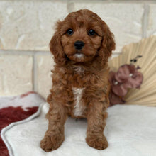 Load image into Gallery viewer, BANJO - Male Toy Cavoodle - Ready Now
