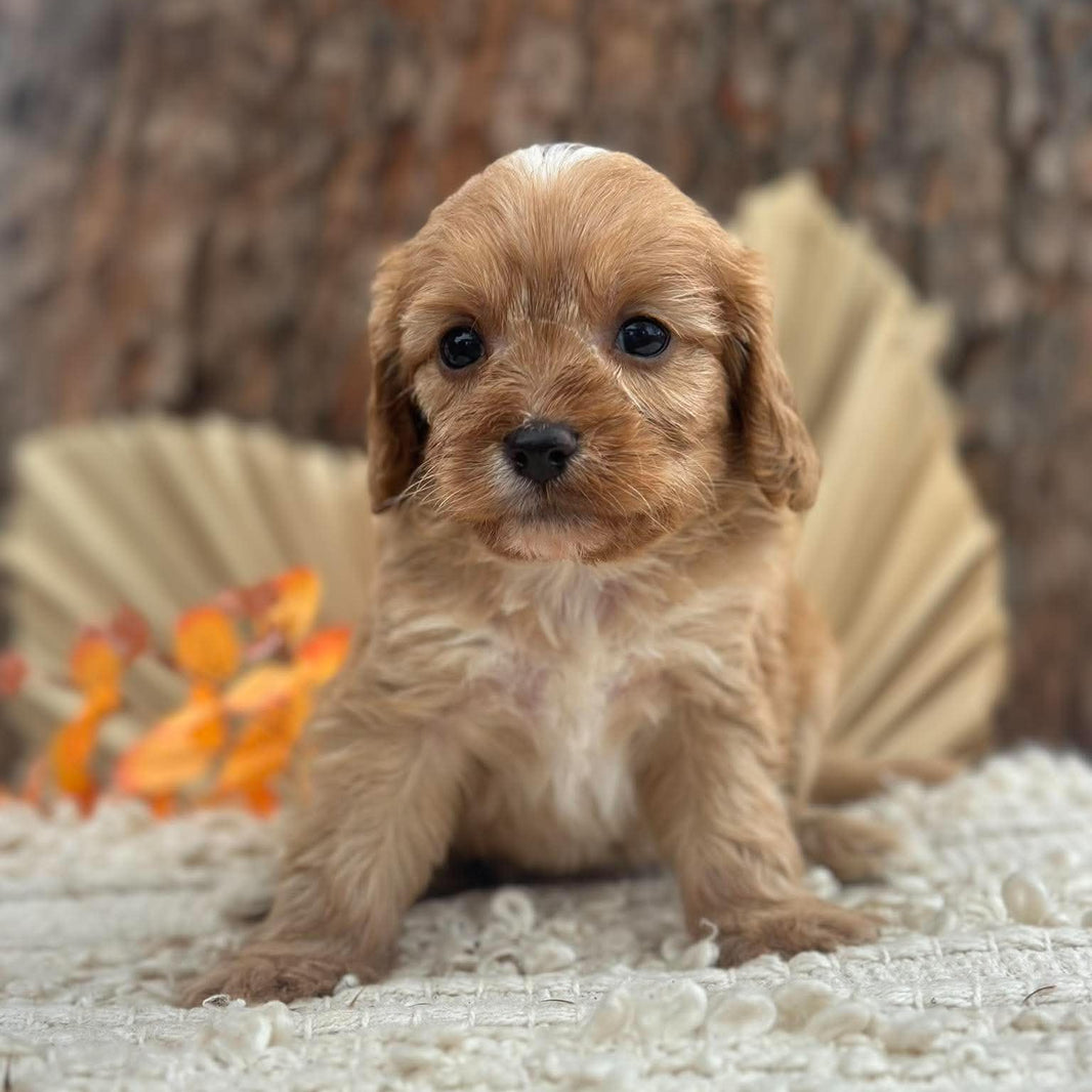 BARBI - Female Toy Cavoodle - Ready 11th Nov
