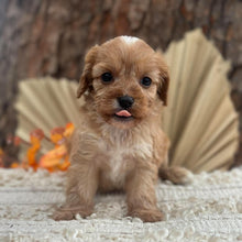 Load image into Gallery viewer, BARBI - Female Toy Cavoodle - Ready 11th Nov