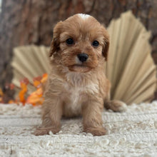 Load image into Gallery viewer, BARBI - Female Toy Cavoodle - Ready 11th Nov