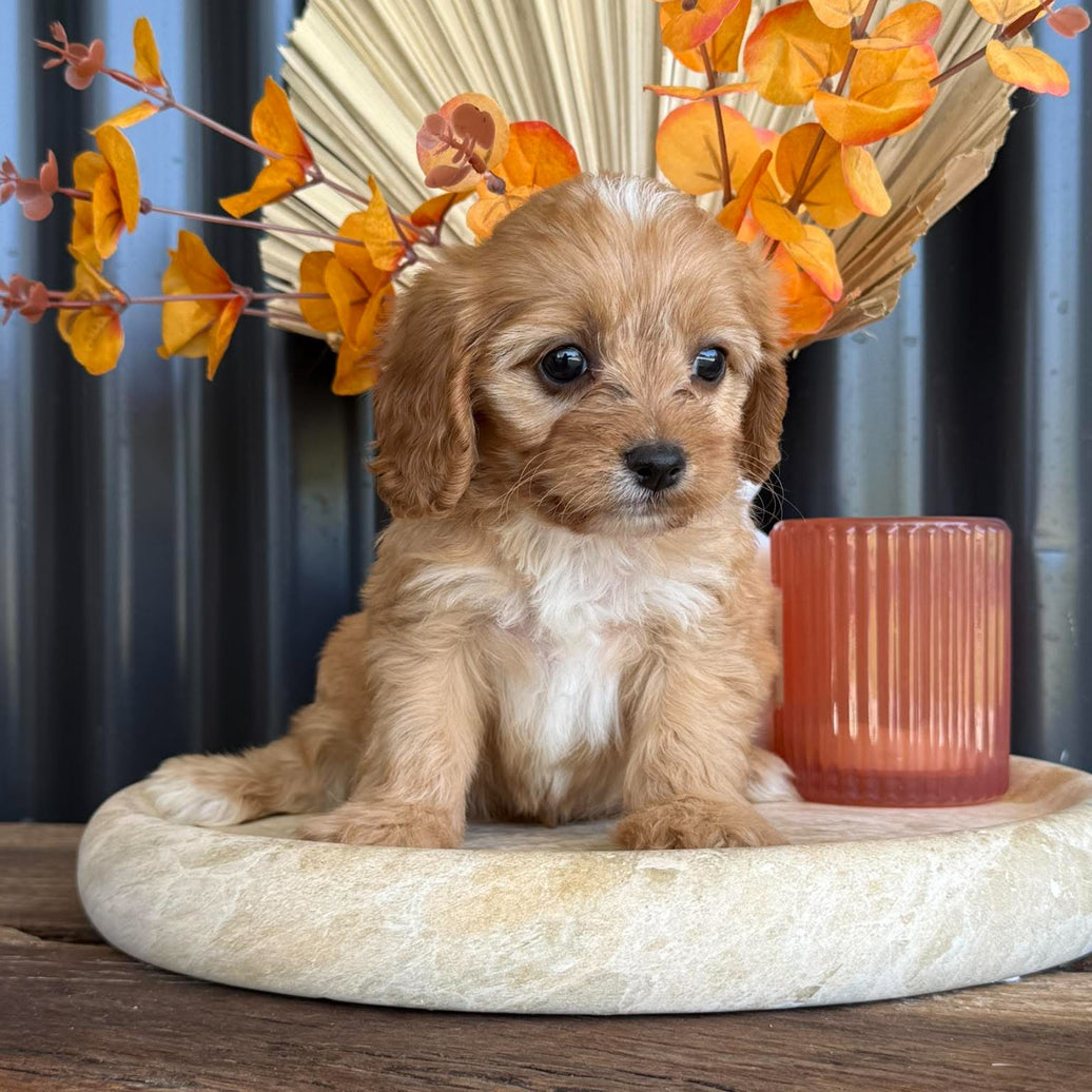 BARBI - Female Toy Cavoodle - Ready 11th Nov