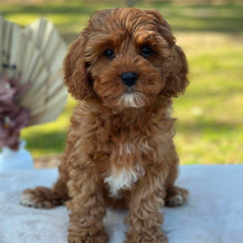 Load image into Gallery viewer, BEAN - Female Toy Cavoodle - Ready Now