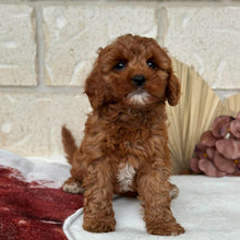 Load image into Gallery viewer, BEAN - Female Toy Cavoodle - Ready Now