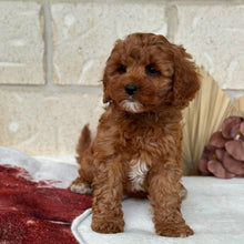 Load image into Gallery viewer, BEAN - Female Toy Cavoodle - Ready Now