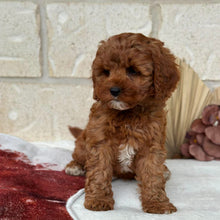 Load image into Gallery viewer, BEAN - Female Toy Cavoodle - Ready Now