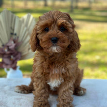 Load image into Gallery viewer, BEAN - Female Toy Cavoodle - Ready Now