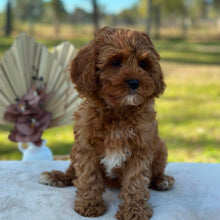 Load image into Gallery viewer, BEAN - Female Toy Cavoodle - Ready Now