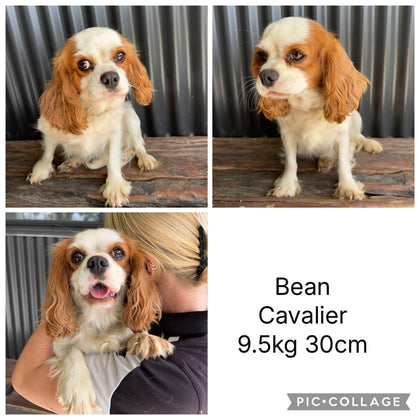 BINGLEY - Male Toy Cavoodle - Ready 11th Nov