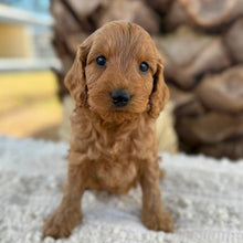 Load image into Gallery viewer, BEAR - Male Mini Spoodle - Ready 27th Aug