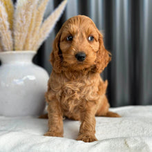 Load image into Gallery viewer, BEAR - Male Mini Spoodle - Ready 27th Aug