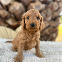 Load image into Gallery viewer, BEAR - Male Mini Spoodle - Ready 27th Aug