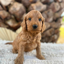 Load image into Gallery viewer, BEAR - Male Mini Spoodle - Ready 27th Aug