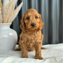 Load image into Gallery viewer, BEAR - Male Mini Spoodle - Ready 27th Aug