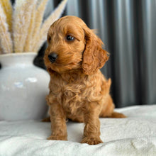 Load image into Gallery viewer, BEAR - Male Mini Spoodle - Ready 27th Aug