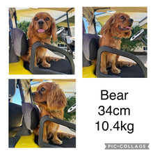 Load image into Gallery viewer, RIGGS - Male Cavalier - Ready 23rd Aug
