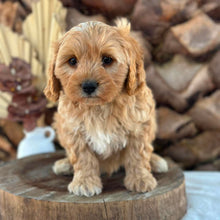 Load image into Gallery viewer, BEAU - Male Toy Cavoodle - Ready 7th Sept NOW